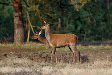 Red deer female and calf in rutting season in National Park Hoge Veluwe in the Netherlands