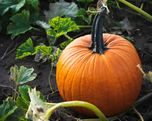 pumpkin in a field