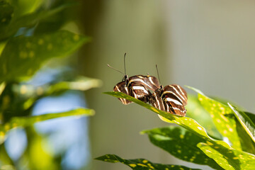 Orange brown white butterfly on green leaf
 - Powered by Adobe