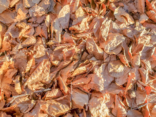 Texture of leaves on the ground in the field