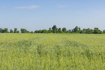 Obraz premium Rural green wheat field. Wheat field in the countryside