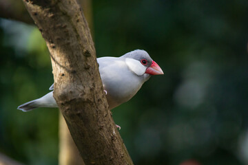 Pale-grey colored Java Sparrow, bird close-up on a branch