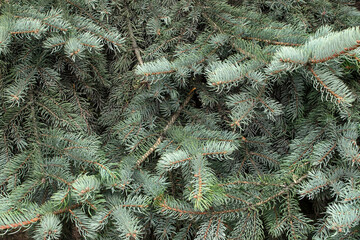 Branches of blue or gray spruce close-up. Background.