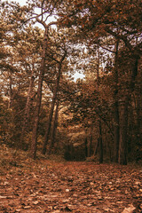 Fototapeta premium autumn in the forest