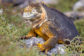 This Galapagos land iguana (Conolophus Subcristatu) on South Plaza island is ready to defend his territory. Yellow and black in color with splotches of white on its face