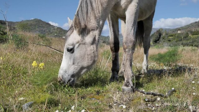 White horse grazing in a pasture. Beautiful mare eating in meadow in mountain landscape.
