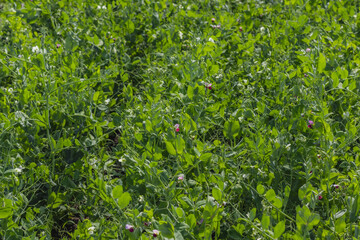 Obraz premium Colorful petals and flowers of Pisum sativum. Pisum