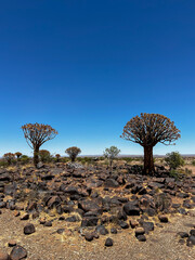 Quiver tree forest in Namibia Keetmanshoop. Wildlife, desert nature in Africa.