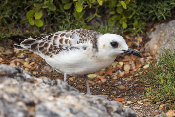 The juvenile swallow tailed gull (Creagrus furcatus) on South Plaza Island. This gull is an equatorial seabird of the gull family, Laridae. Photographed in the Galapagos National Park, Ecuador