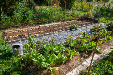 Récolte de pomme de terre au potager familial - rang de pomme de terre séchant au  soleil sur la...