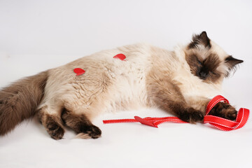 sleepy beige colored ragdoll cat on white surface in valentine's day decoration - red hearts and ribbons