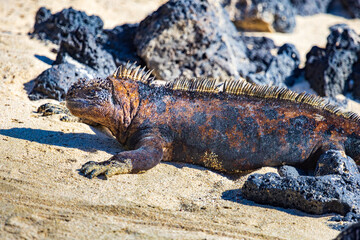 The marine iguana (sea or saltwater iguana) crawls through the sand. It has the unique ability to forage in the sea for algae and also live on land. Taken at Dragon Hill, Santa Cruz