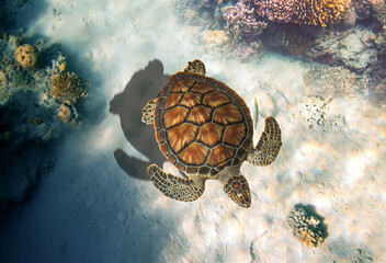 The green sea turtle, Chelonia mydas. Caribbean, Cayman Islands, Galapagos Islands, Grand Cayman,...