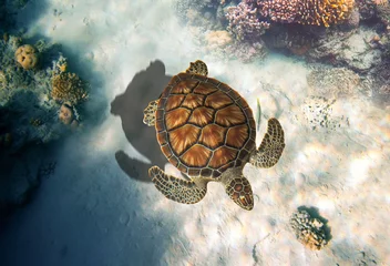  The green sea turtle, Chelonia mydas. Caribbean, Cayman Islands, Galapagos Islands, Grand Cayman, UNESCO World Heritage Site. Young Green Sea Turtle, Overhead View © Екатерина Кузьменков