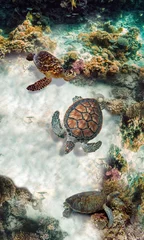 Foto op Canvas The green sea turtle, Chelonia mydas. Caribbean, Cayman Islands, Galapagos Islands, Grand Cayman, UNESCO World Heritage Site. Young Green Sea Turtle, Overhead View © Екатерина Кузьменков