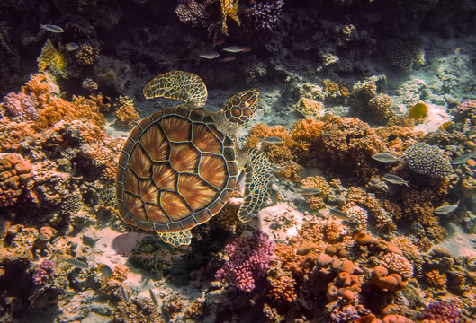 The green sea turtle, Chelonia mydas. Caribbean, Cayman Islands, Galapagos Islands, Grand Cayman, UNESCO World Heritage Site. Young Green Sea Turtle, Overhead View
