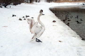 white swan paws on the ice reflecting