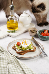 Ragdoll cat smelling on trendy lifestyle sandwich: protein bread slice with cream cheese, mashed avocado, cherry tomatoes and poached egg on white scandi plate, light setting