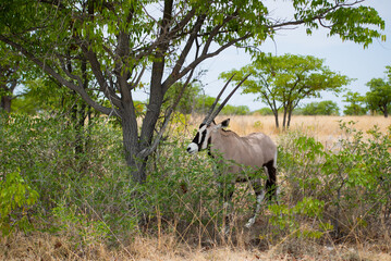 Oryx antelope in the wild. Safari in Africa, African savannah wildlife.