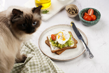 Ragdoll cat smelling on trendy lifestyle sandwich: protein bread slice with cream cheese, mashed...