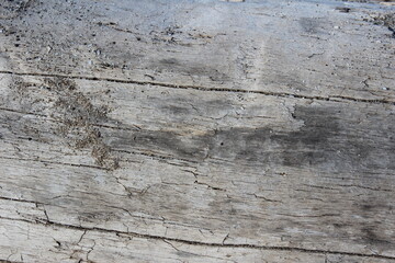 Driftwood Close Up