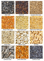 various bird's seeds with names close up