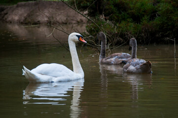 white swans group on the lake swim well under the bright sun