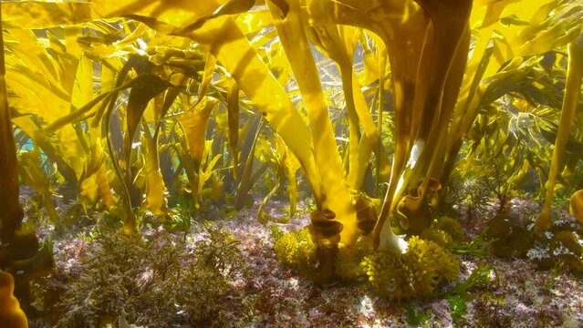 Kelp forest in shallow water in the Atlantic ocean (Furbellow brown algae, Saccorhiza polyschides), underwater scene, Spain, Galicia