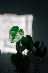 A vertical shot of a philodendron in the shadow. © Tomáš Hustoles/Wirestock