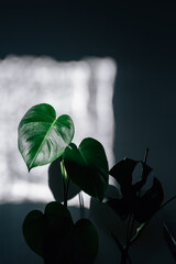 A vertical shot of a philodendron in the shadow. © Tomáš Hustoles/Wirestock