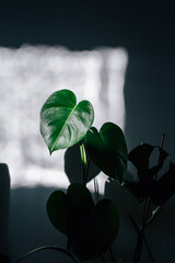 A vertical shot of a philodendron in the shadow. © Tomáš Hustoles/Wirestock