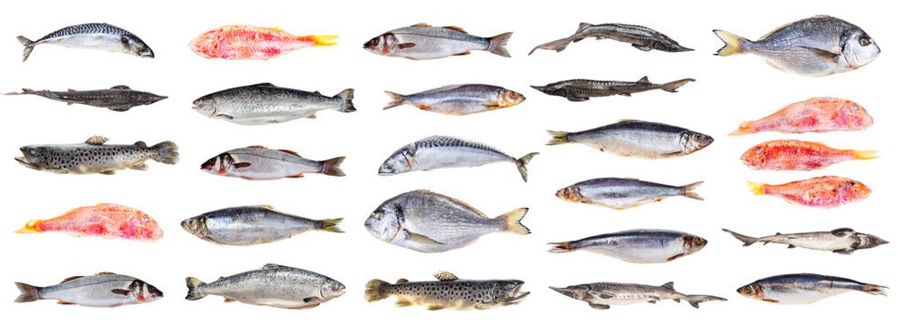 set of various iced whole fishes isolated on white