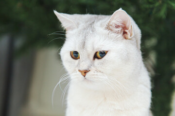 British silver cat sits near the Christmas tree.