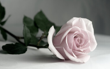 white rose on a black background