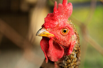 Galinheiro ou capoeira é uma pequena casa onde, tipicamente, galinhas ou outras aves são mantidas...