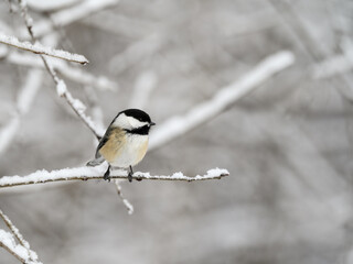 Obraz na płótnie Canvas Black-Capped Chickadee Perched on a Snowy Twig in Winter 