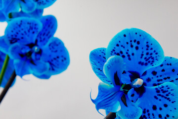 Orchidee blu maculate su sfondo bianco