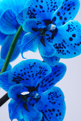 Orchidea blu con macchie nero