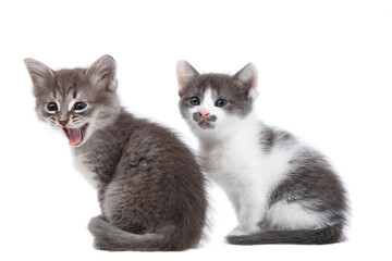 Two cute little grey kittens isolated on white background. Studio shooting of animals.
