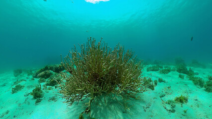Naklejka na ściany i meble Scene reef. Marine life sea world. Underwater fish reef marine. Philippines.