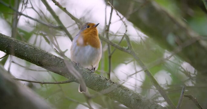 European Robin Red Breast Erithacus rubecula singing spring United Kingdom