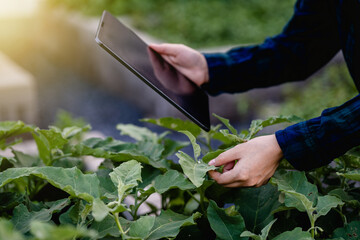 Close up of view Female farmer using digital tablet checking quality in the organic vegetable farm,...