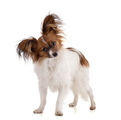  papillon dog in studio