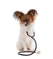  papillon dog in studio with stethoscope