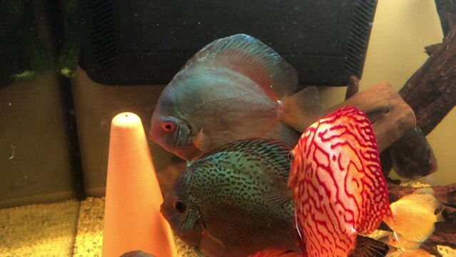 Ein blaues Diskusweibchen beim Balzen. Dabei wackelt es mit den Kopf und mit den Bauch und R&uuml;ckenflossen.