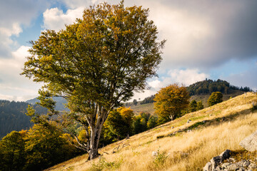 Fototapeta premium Ist das schräg