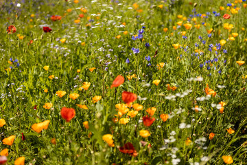 Sommerwiese