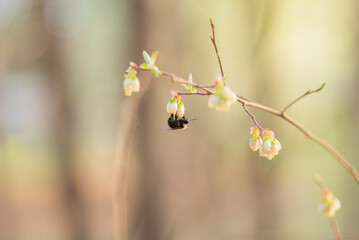 Blueberry buds