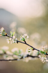 white flowers