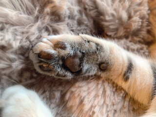 bengal cat's paw close-up with brown pads